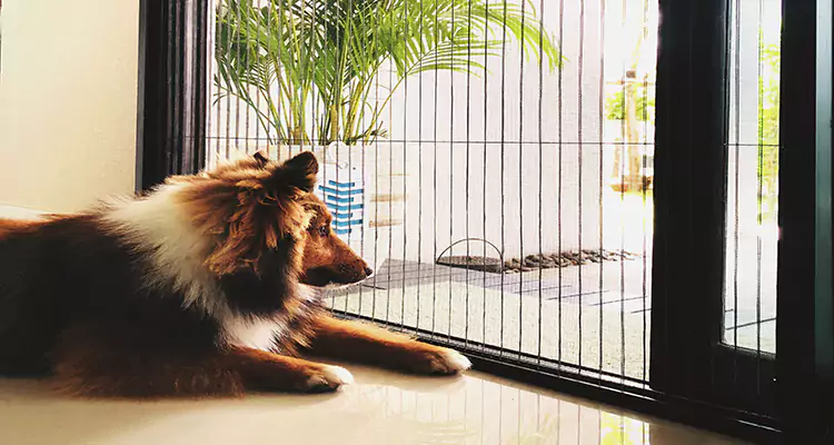 Sliding Screen Pet Door Repair in Immokalee, FL