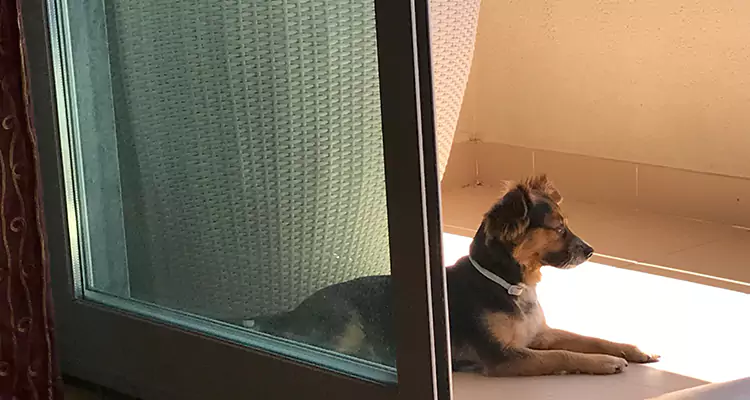 French Door Pet Screen Repair in Immokalee, FL